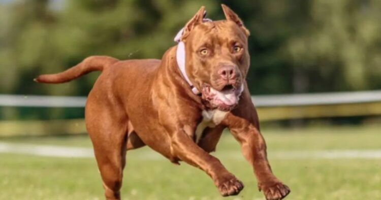 delhi-ncr-pitbull-bit-a-girl-playing-outside-the-house