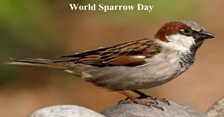 world sparrow day