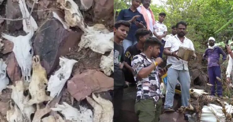 madhya-pradesh-jabalpur-50-dead-cattle-skeletons-found-in-katangi-hills