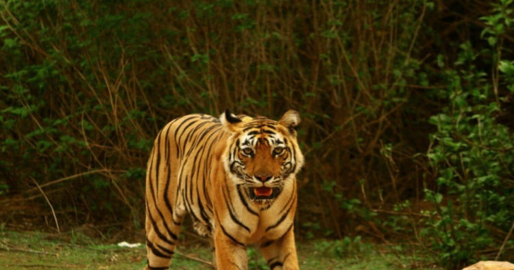 अंतर्राष्ट्रीय बाघ दिवस आज