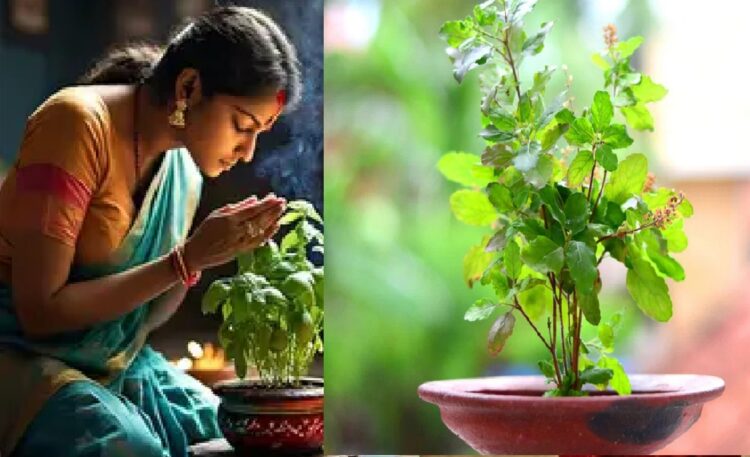 Tulsi Pujan Diwas 2024